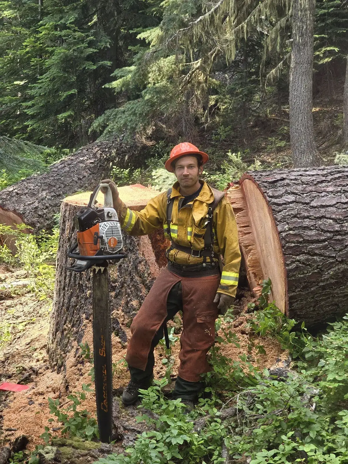Timber Hill arborist bucking a large felled Douglas fir tree in Oregon