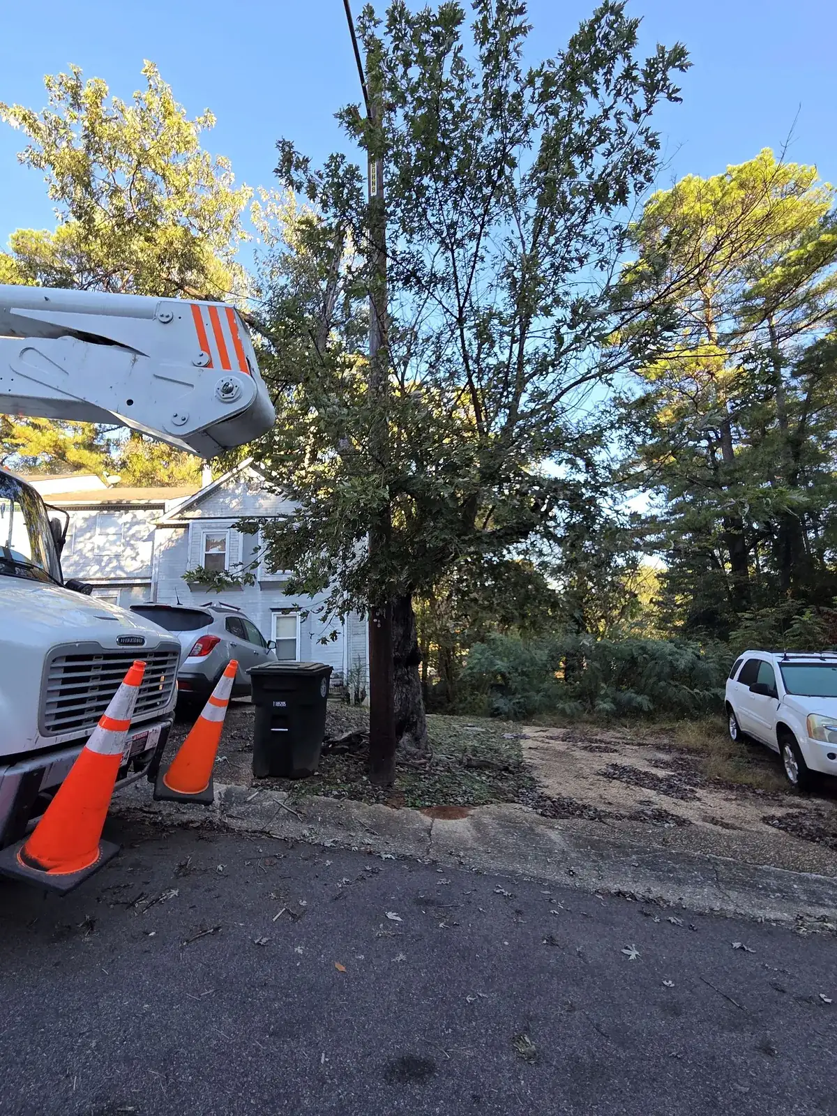 Tree Removal