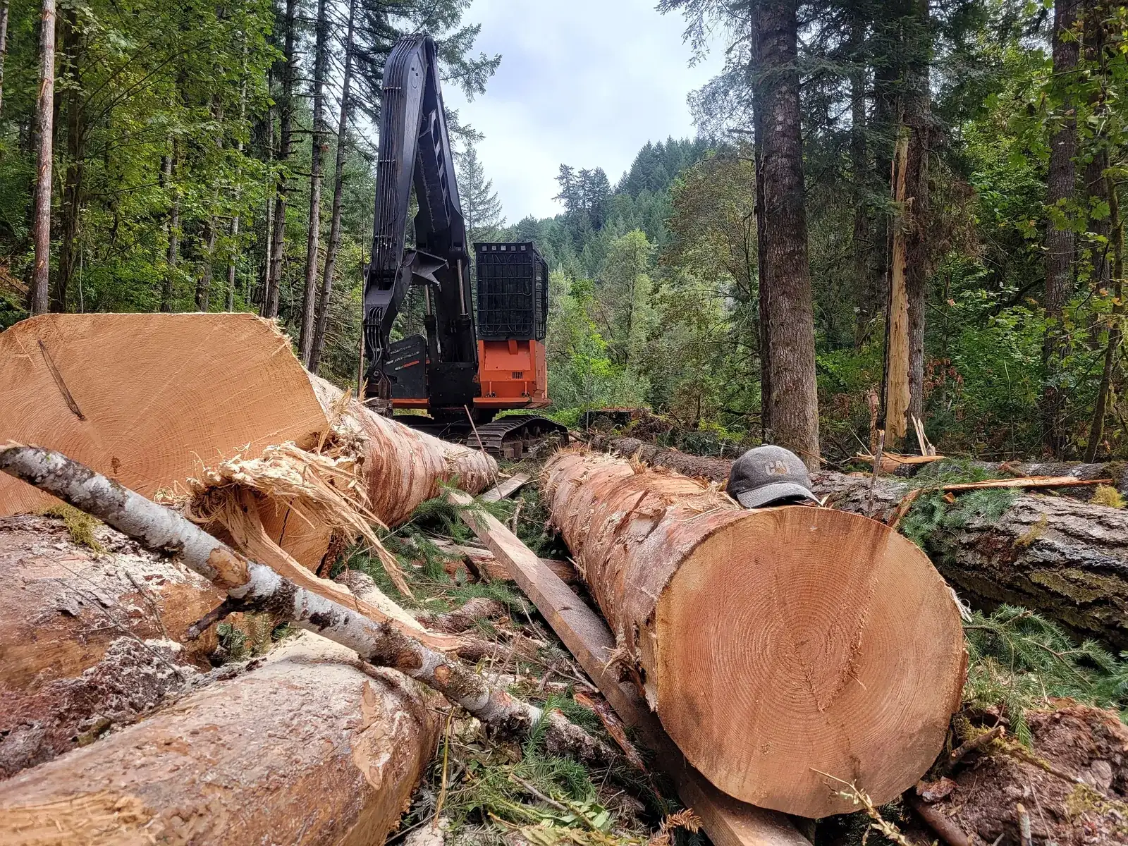 Lot Clearing & Forestry