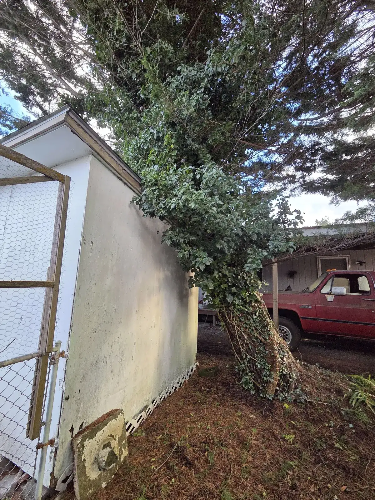 Hazard tree leaning near a home