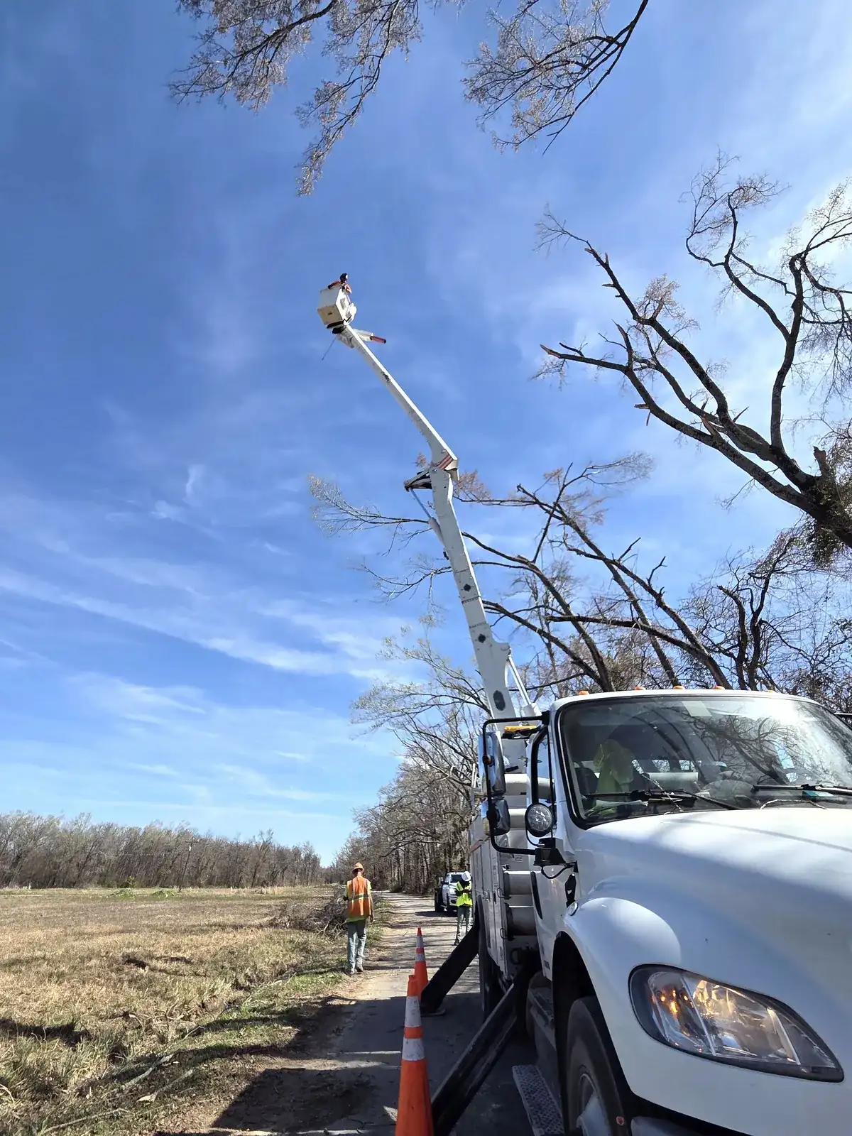 Tree Trimming & Pruning